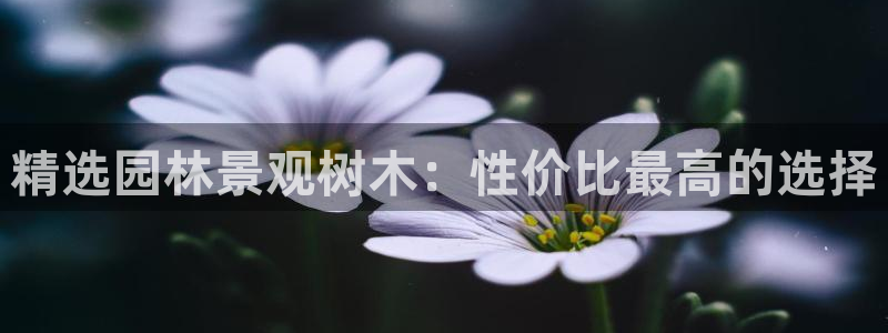 旧版新宝GG