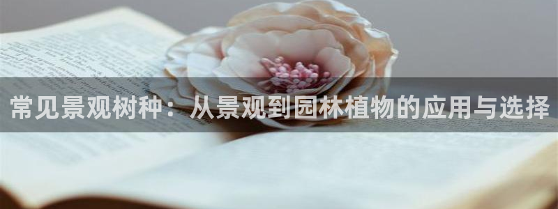 新宝gg 502