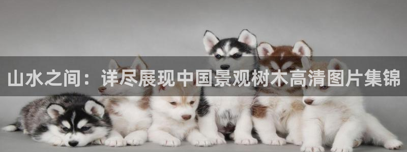 新宝gg app