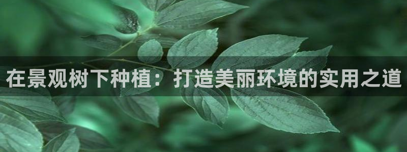 新宝gg如何代理