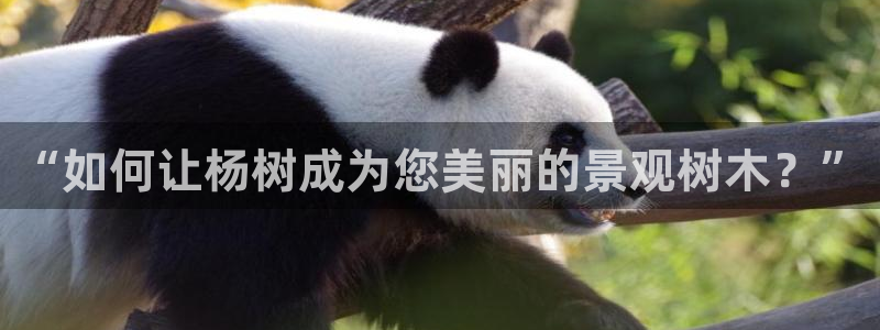 新宝gg网娱乐