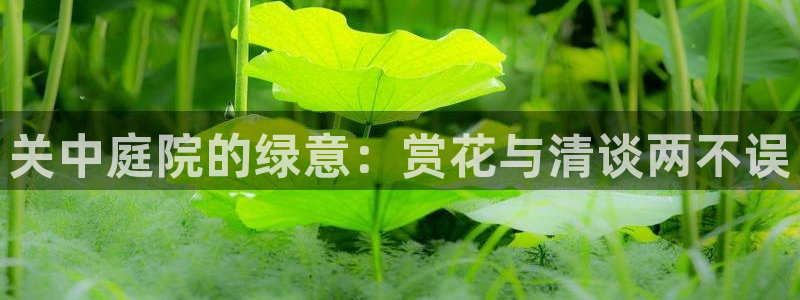 新宝哥gg：关中庭院的绿意：赏花与清谈两不误