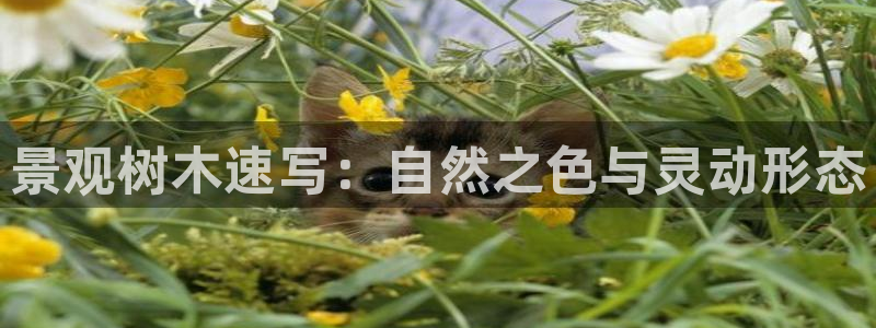 新宝gg总部
