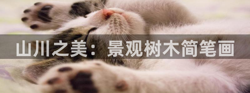新宝gg招商致胜团队