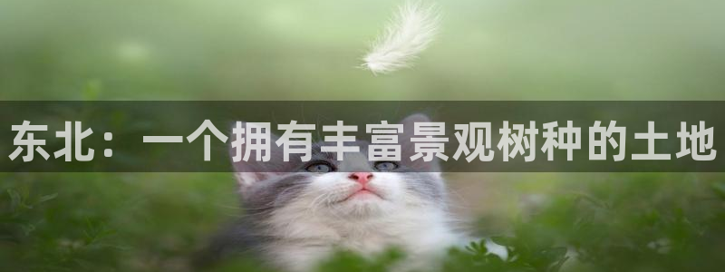 新宝gg开户流程