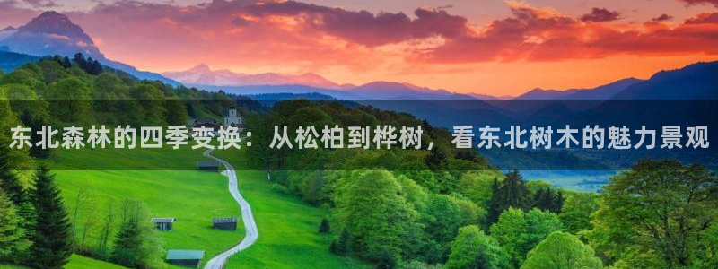 下载新宝gg怎么下载：东北森林的四季变换：从松柏到桦树，看东北树木的魅力景观