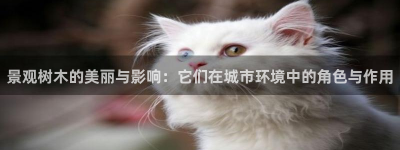 新宝gg创造奇迹登陆