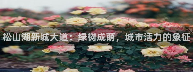 新宝gg账号