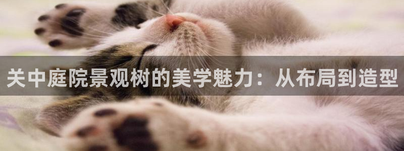 行新宝gg