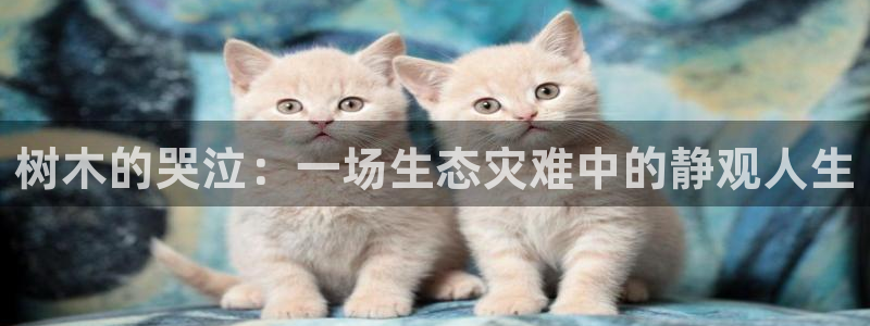 新宝gg 创