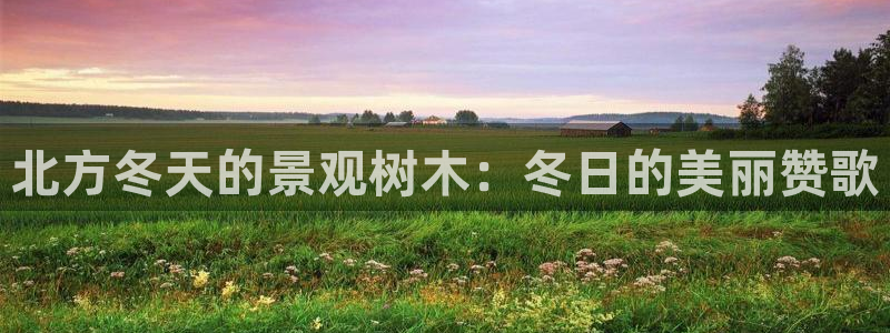 新宝6娱乐新宝gg：北方冬天的景观树木：冬日的美丽赞歌