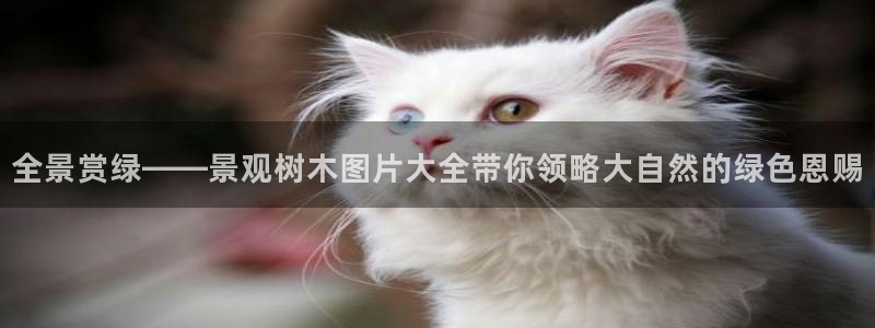 新宝gg盈亏